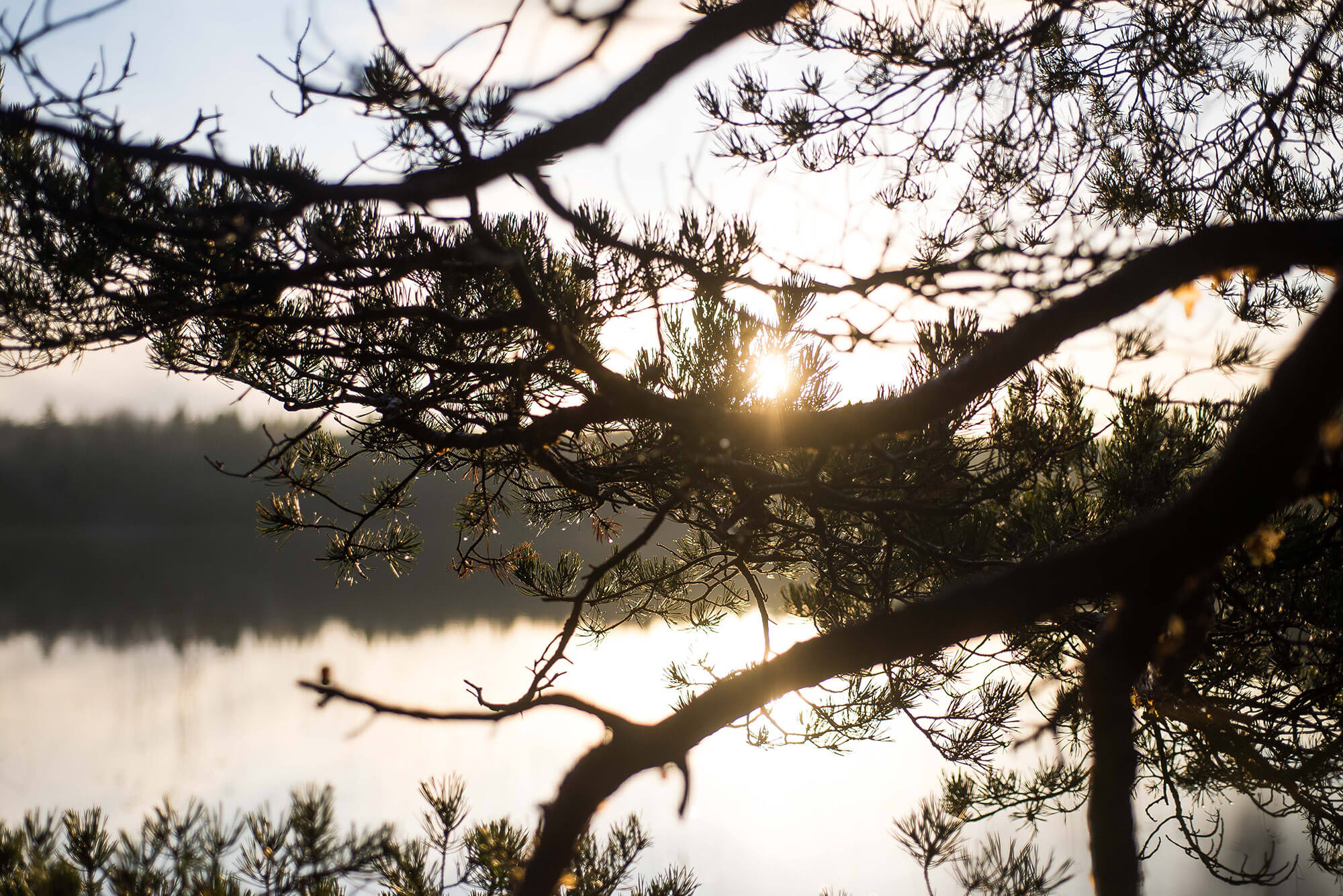 Ett träd vid ett vattendrag i närheten av Finnåberget Vindpark